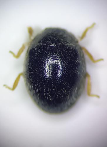Stethorus pusillus